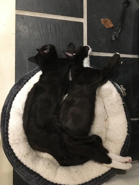 Positive thinking, cat photos etc