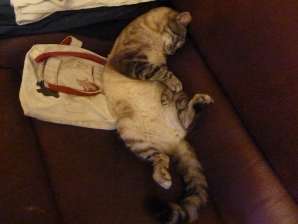 Please could you all post photos of your cats and dogs?