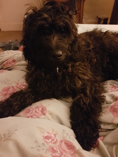 Please could you all post photos of your cats and dogs?
