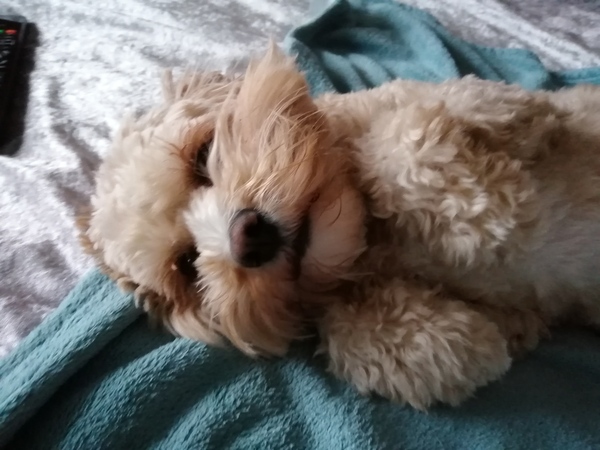 Photos of your dogs to cheer us all up!