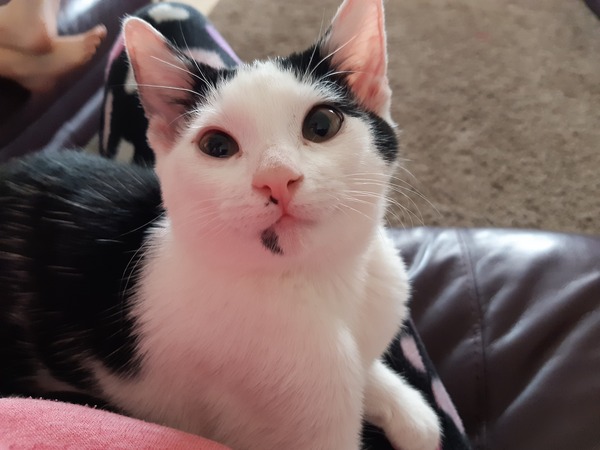 New rescue kitten very vocal!