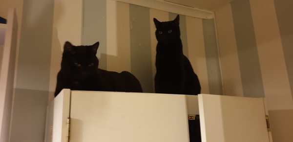 Spoilt cats