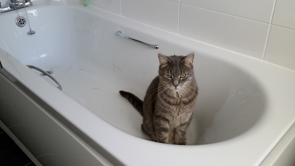 Please could you all post photos of your cats and dogs?