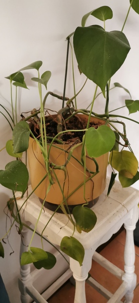 Thread for really fucking ugly houseplants