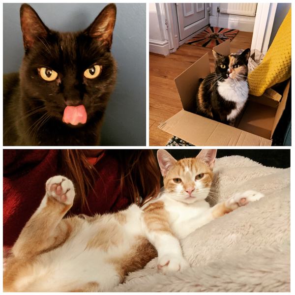 Show your cat photos