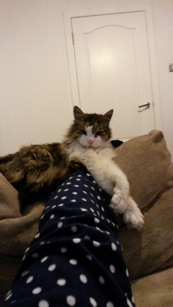 Positive thinking, silliness, cat, horse, dog, music, art what ever photos etc.