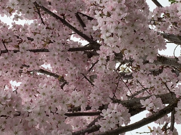 A thread for calm - peace, happy thoughts, support.