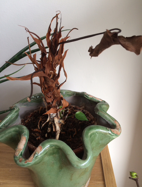 Thread for really fucking ugly houseplants