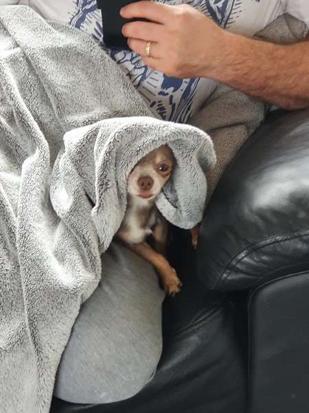 To want to show you my beautiful doggo
