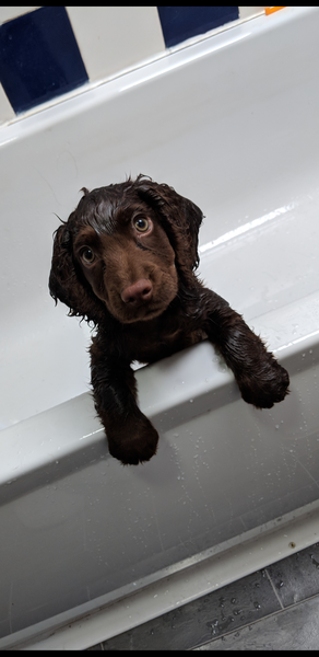 Photos of your dogs to cheer us all up!