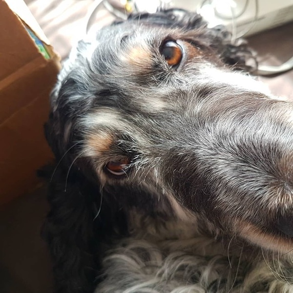 To want to show you my beautiful doggo