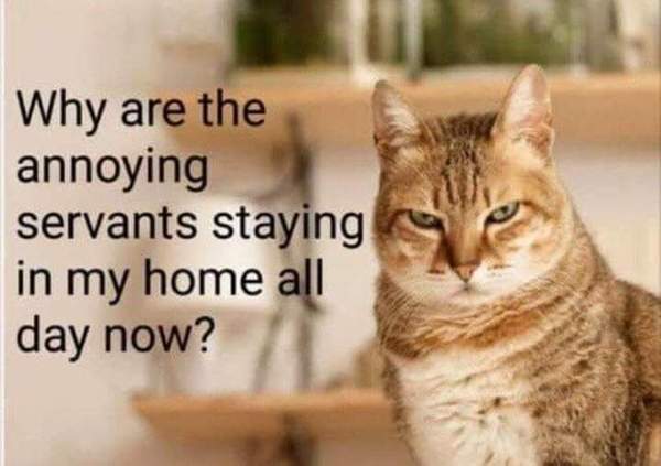 Perhaps the cats are behind it all <<light hearted>>