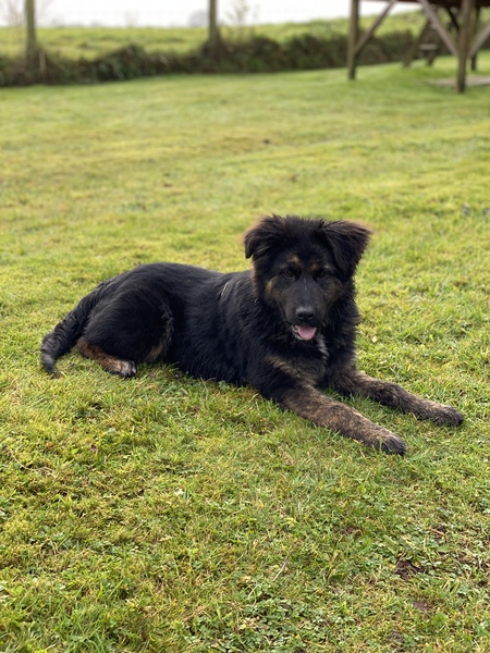 Please could you all post photos of your cats and dogs?