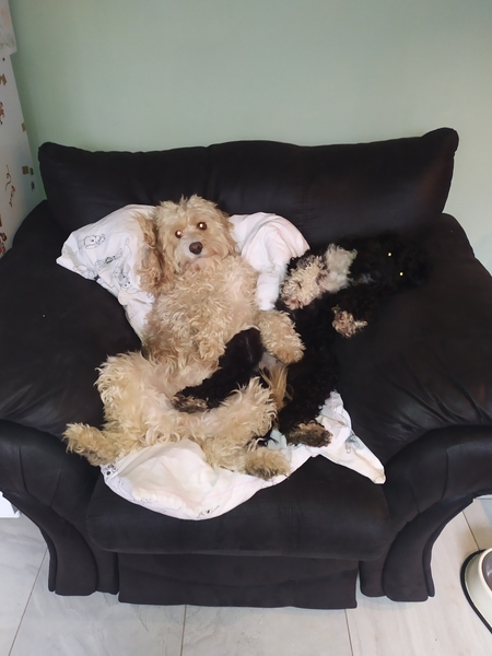 Photos of your dogs to cheer us all up!