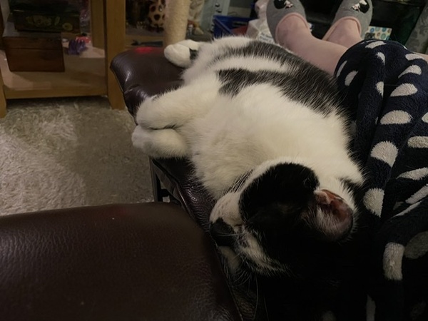 Positive thinking, cat photos etc
