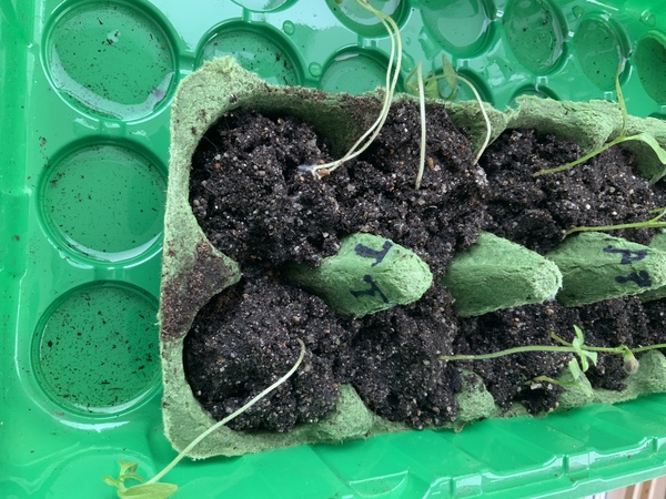 2020 new Gardeners’  thread