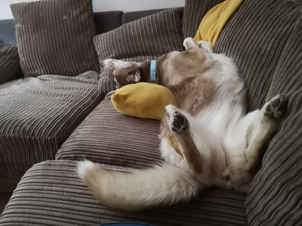 Are you the sort of dog owner who takes your dog everywhere?
