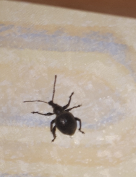 Can anyone identify this beetle ( warning picture of beetle )