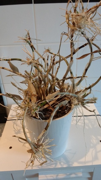 Thread for really fucking ugly houseplants