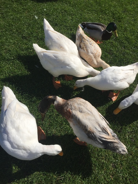 The 'Positive Mental Health' Corona virus thread Part III