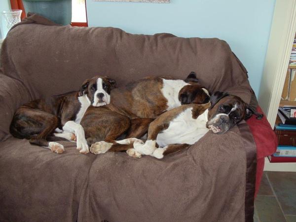Photos of your dogs to cheer us all up!