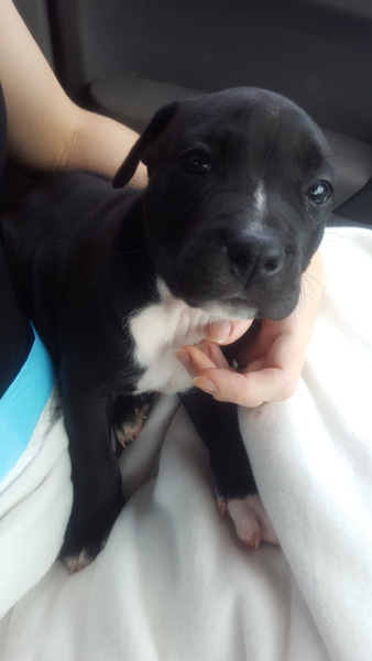 Puppy Survival 2020 - let's talk about something other than Covid-19