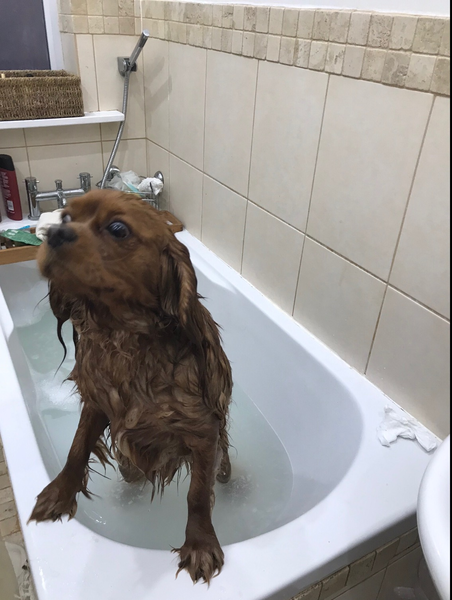 Photos of your dogs to cheer us all up!