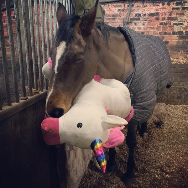 Positive thinking, silliness, cat, horse, dog, music, art what ever photos etc.