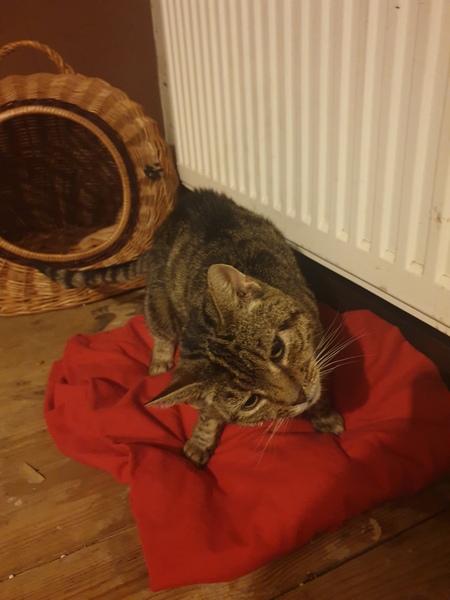 To think the vet/RSPCA are BU and what do i do now?