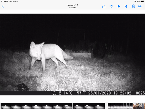 Night vision camera for garden