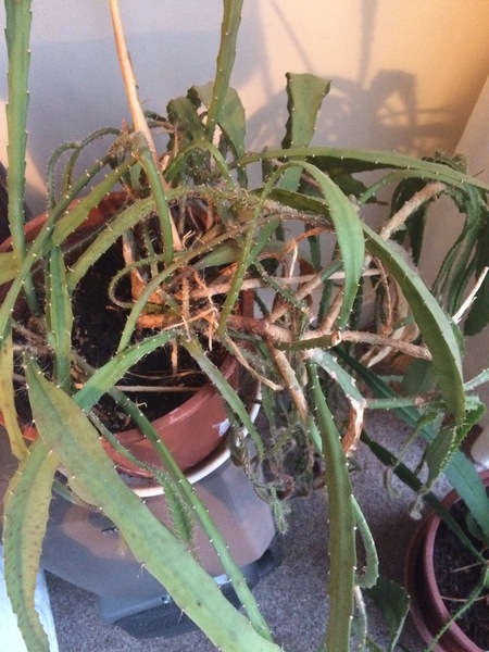 Thread for really fucking ugly houseplants