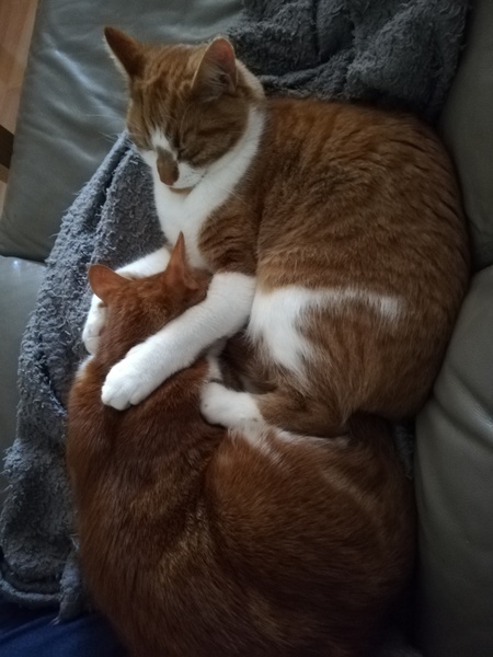 What is your cat called?