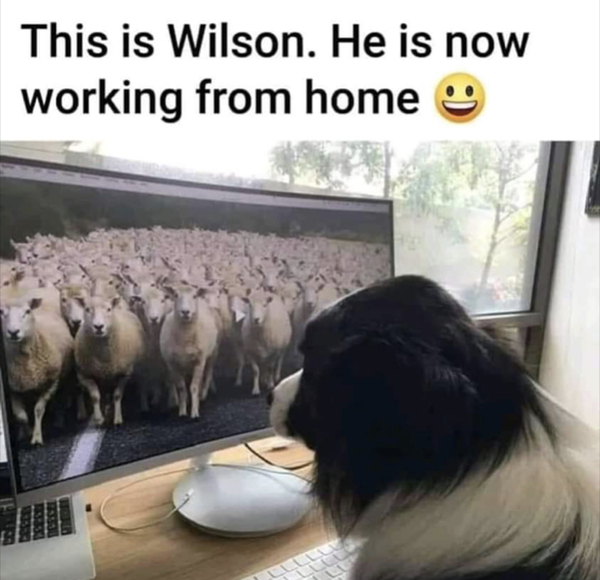 AIBU to ask for your favourite isolation memes?