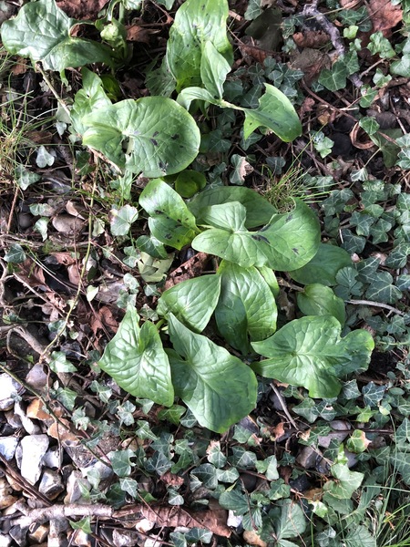 Weed? What is it?