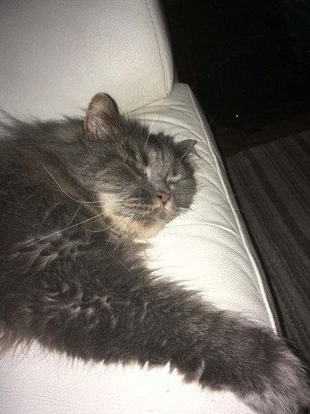 Kitty anal glands blocked