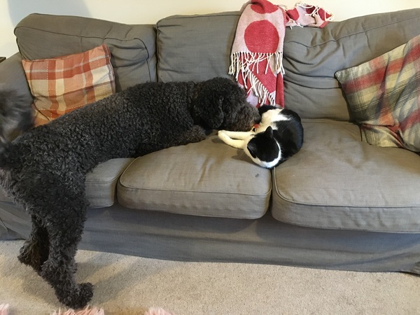 A thread for calm - peace, happy thoughts, support.