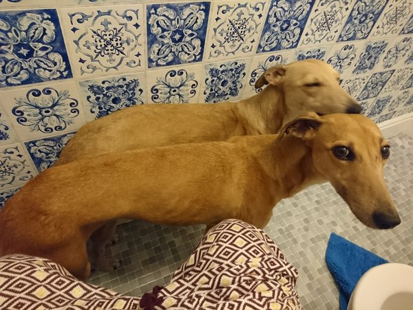 Dog with no off switch