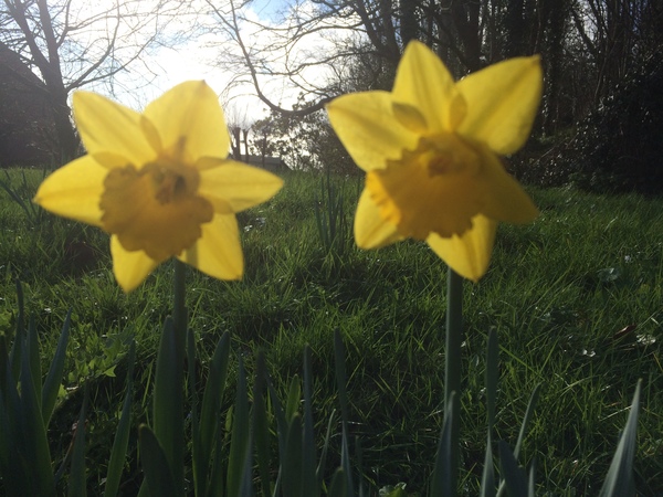 Dydd Gwyl Dewi Hapus Happy St David's Day