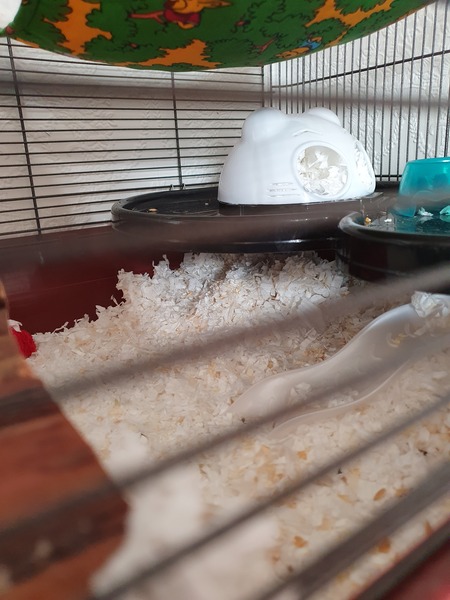 New hamster
