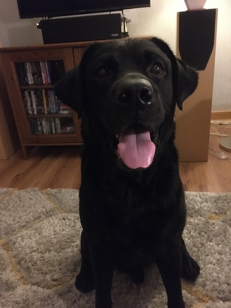 To want to show you my beautiful doggo