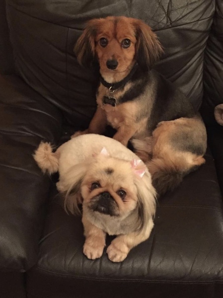 Please could you all post photos of your cats and dogs?