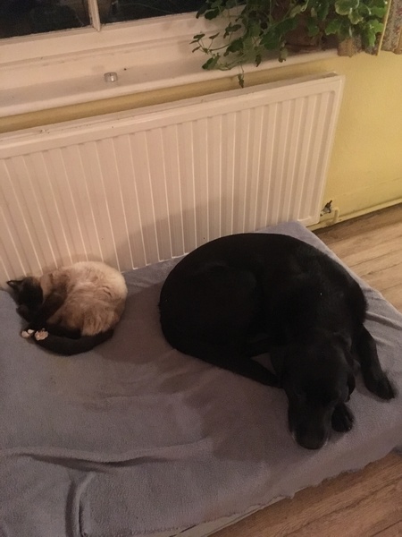 Please could you all post photos of your cats and dogs?