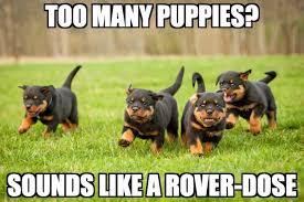 The hopefully amusing pics/memes thread