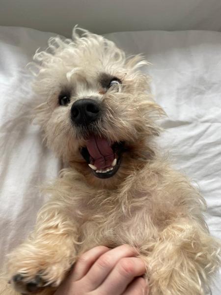 Photos of your dogs to cheer us all up!