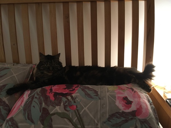 Please could you all post photos of your cats and dogs?