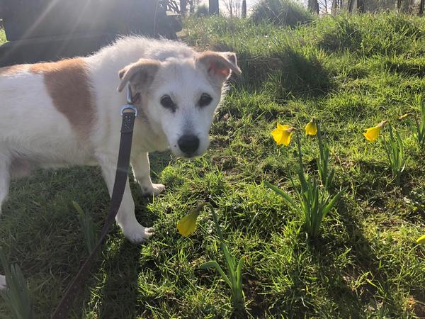 To want to show you my beautiful doggo