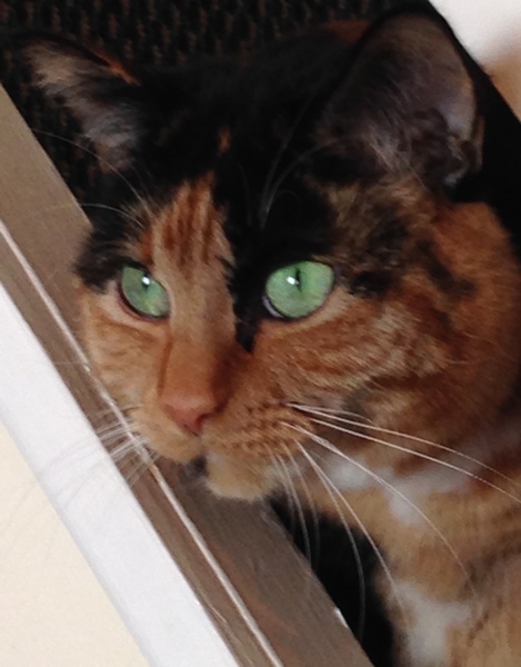 What are your pets up to today?