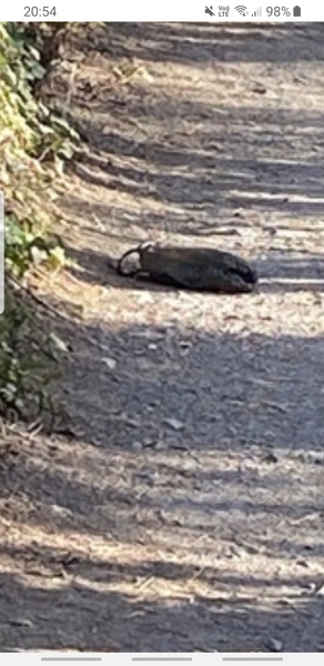 Can you tell me what is this ?animal