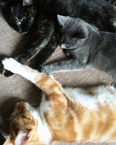 What is your cat called?