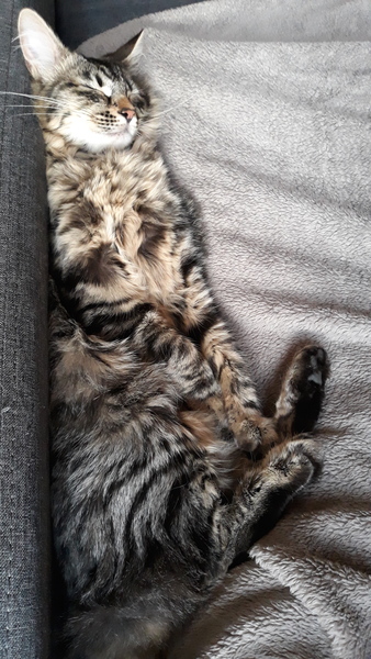 Westministenders: The Virus